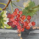 13-08-29 Johannisbeeren Aquarell von Gunter Kaufmann 150x150 P8310005.schrfer - Kopie