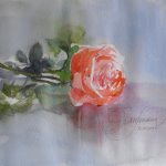 13-10-30 Rose 1 Aquarell von Gunter Kaufmann PB020011 150x150