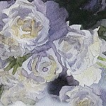15-04-12 Rosen violette Zeichnung Aquarell Gunter Kaufmann 150x150  15x20 cm IMG_1329