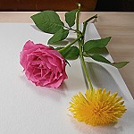 15-05-17 Aquarellvorlage Rose und Feldblume  P5110095 150x150