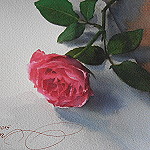 15-06-01 Rose auf Malbrett Aquarell von Gunter Kaufmann P6010003 150x150