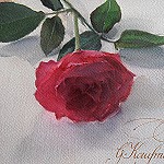 15-06-01 Rose auf Malbrett Aquarell von Gunter Kaufmann P6010007 150x150