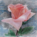 15-05-17 Aquarell Rose aus Moskau Teil b IMG_1422 150x150